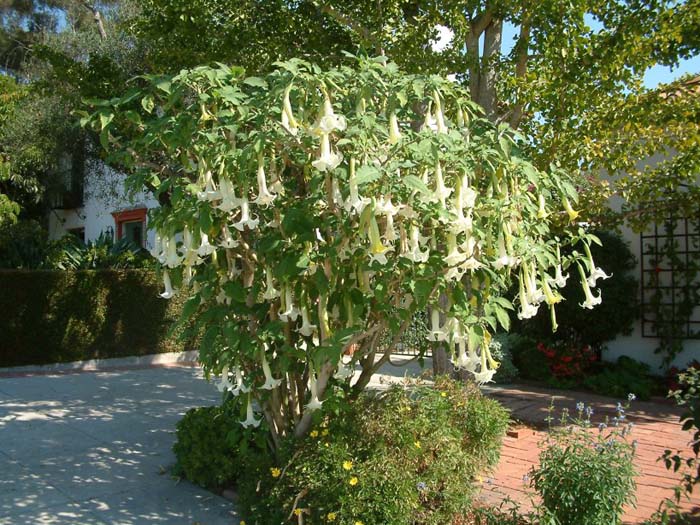 Plant photo of: Brugmansia X candida