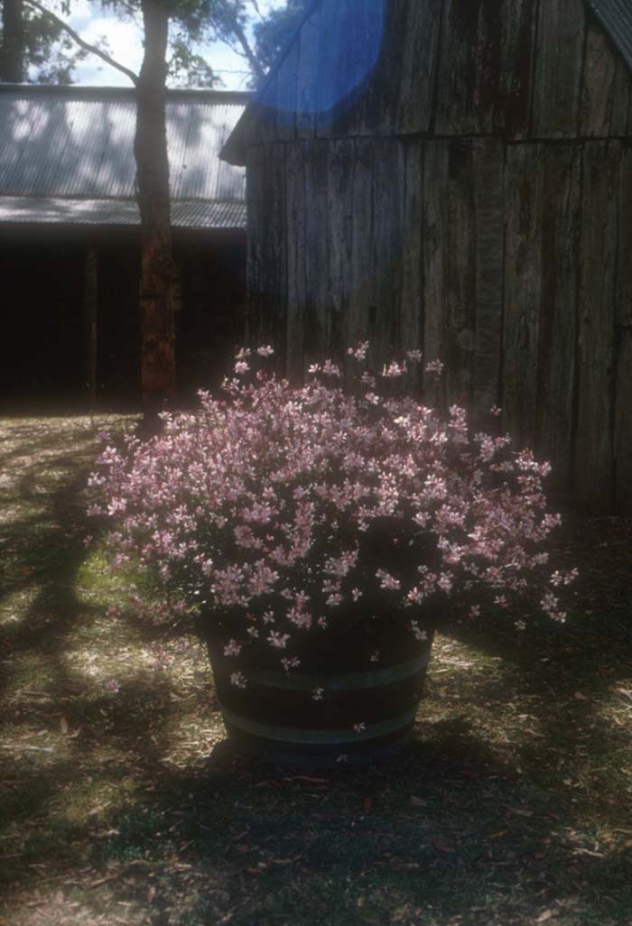 Gaura lindheimeri 'Whirling Butterflies'