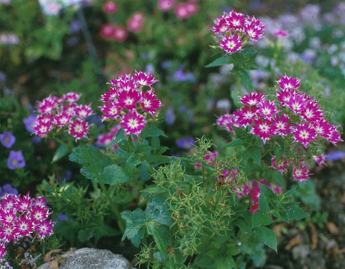 Phlox drummondii