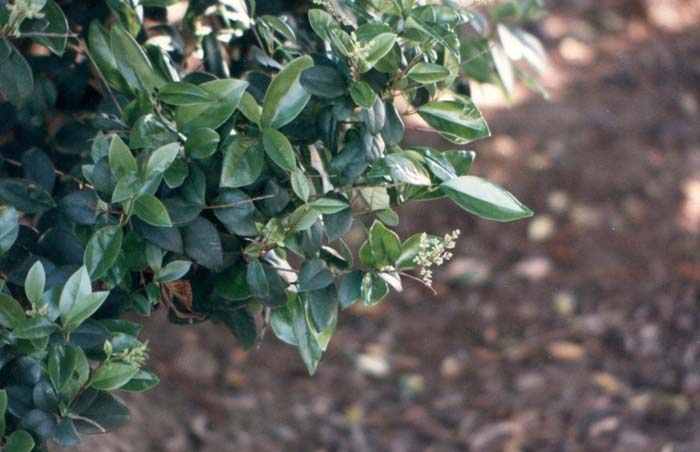 Ligustrum japonicum 'Texanum'