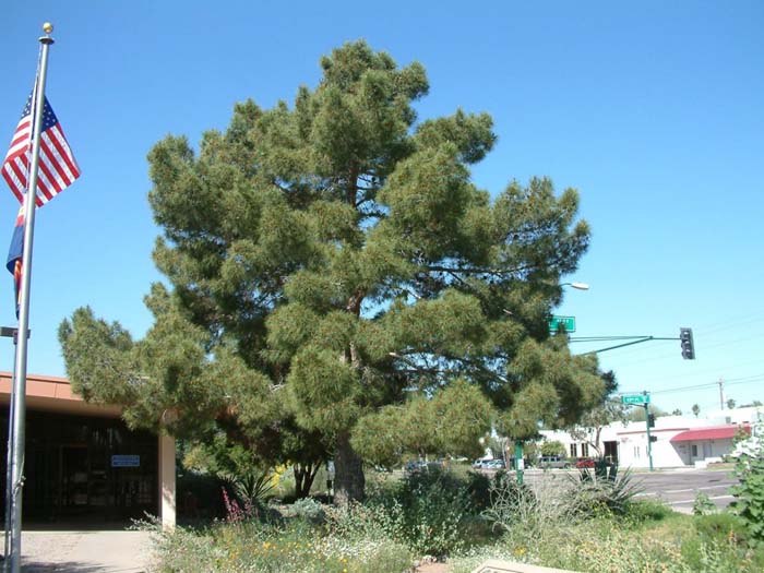 Pinus halepensis