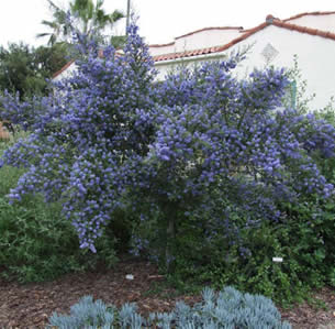 Blue Native's Garden