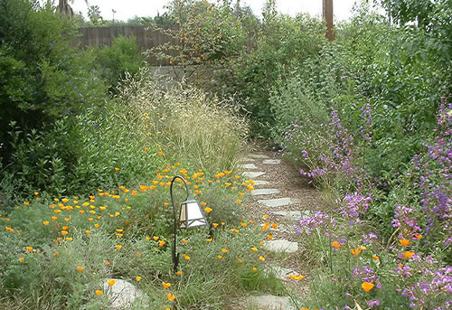 California Native Plant